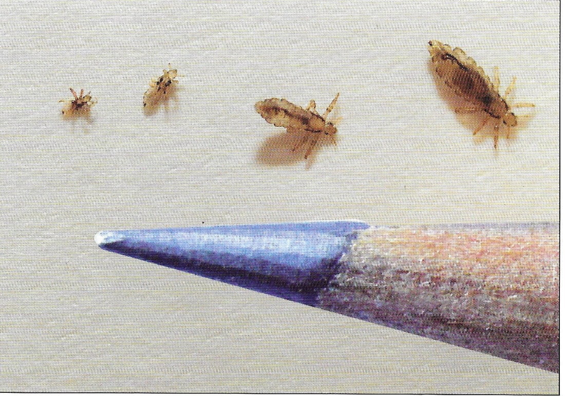 head lice size compared to pencil tip