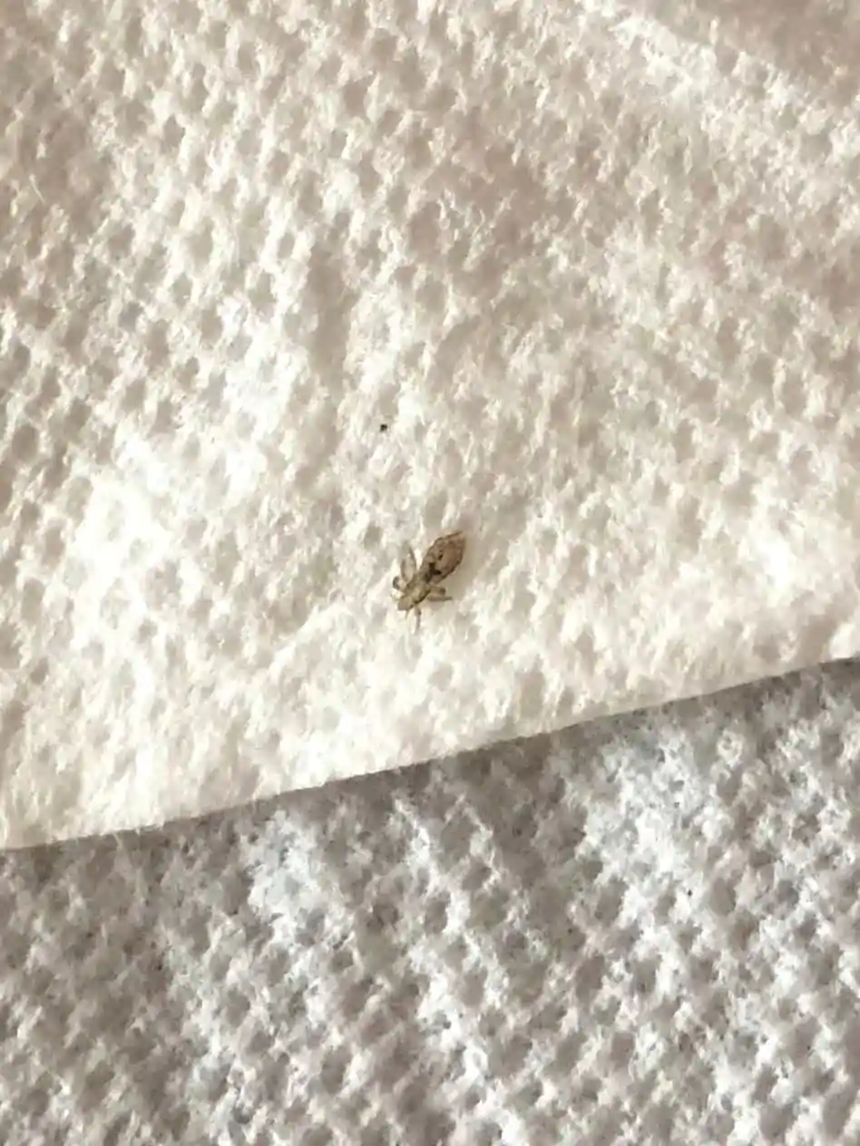 adult louse on paper towel
