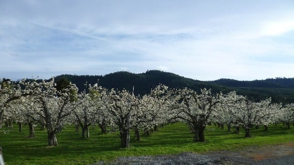orchards-washington