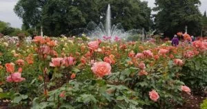 peninsula-park-rose-garden