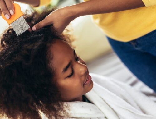 Seattle Lice Removal Experts