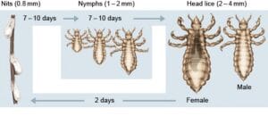 lice-lifecycle