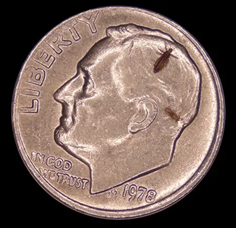 head lice size compared to dime