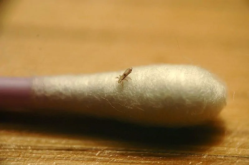 head-lice-on-qtip