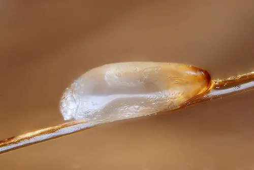 Head lice nit - egg